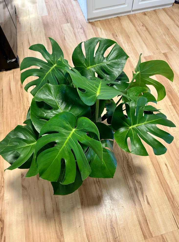 Monstera Deliciosa, Swiss Cheese