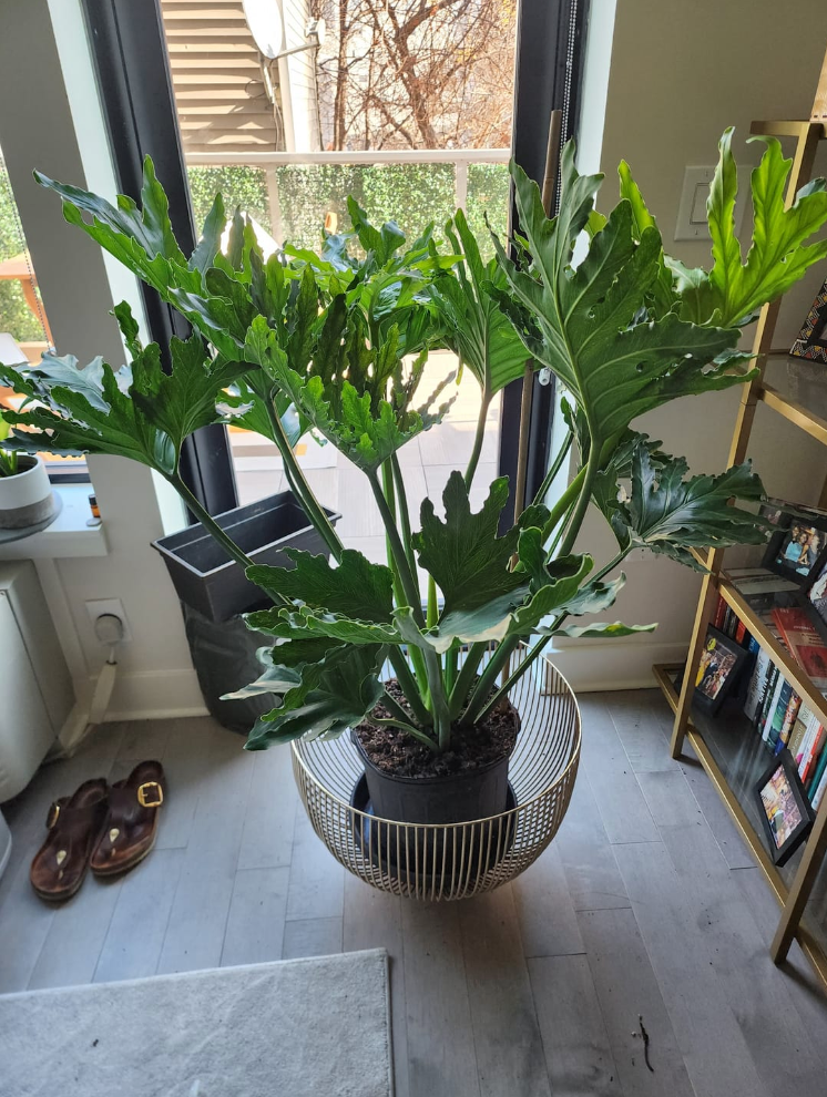 Philodendron Split Leaf Selloum