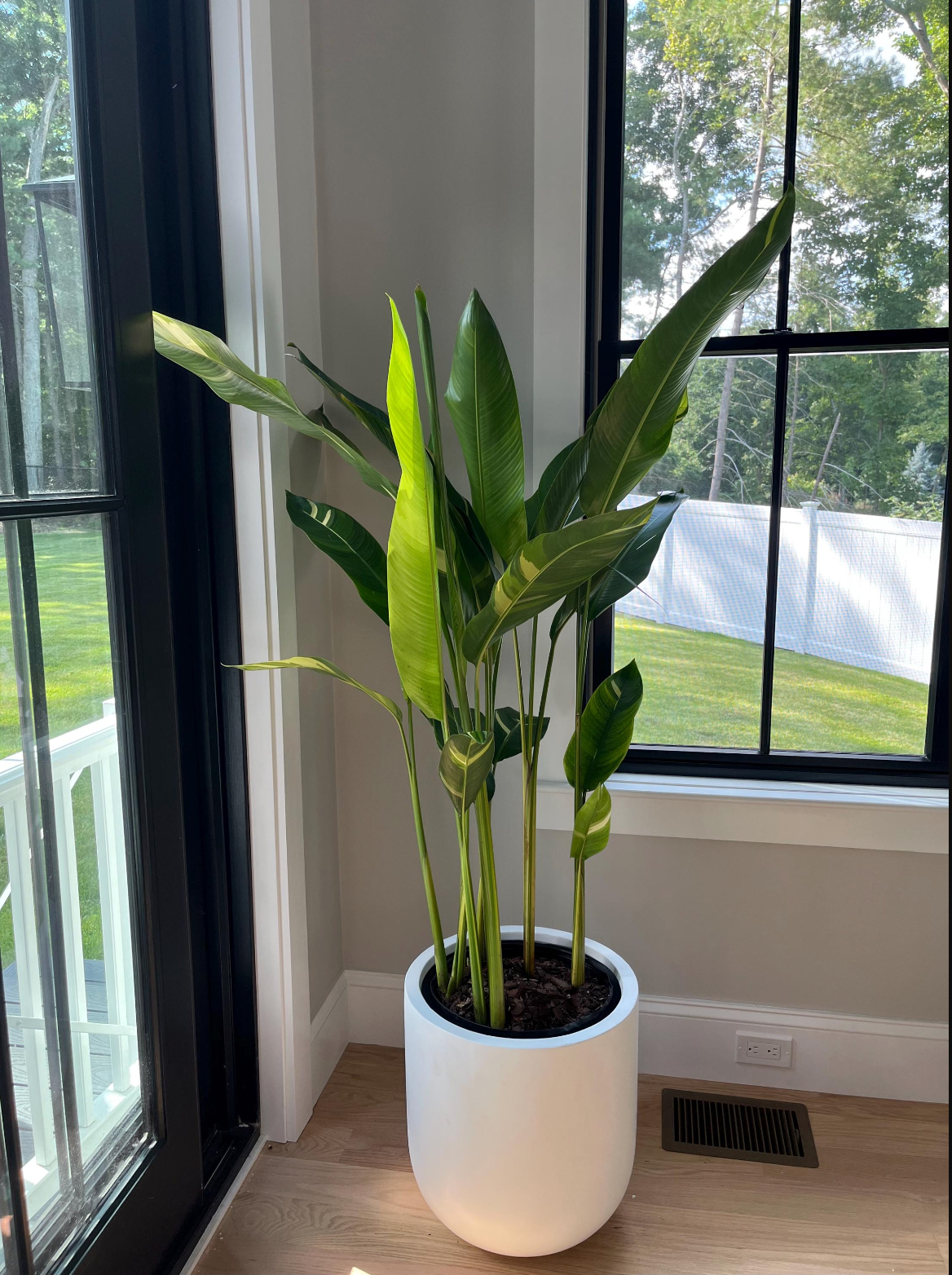 paradise plant indoor False Variegated Bird of Paradise Tree