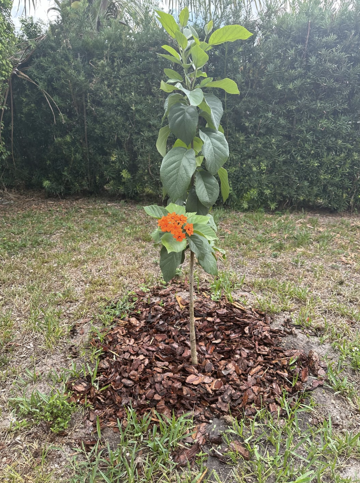 Orange Geiger Tree, Cordia sebestena