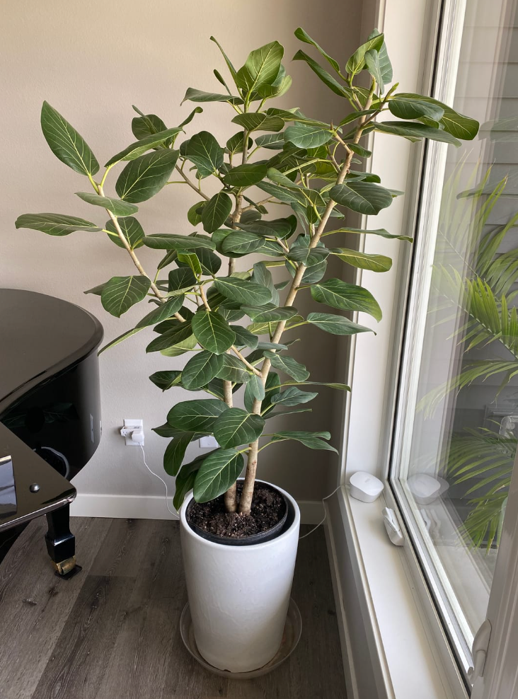 Ficus Audrey Bush Form, Ficus Benghalensisis Bengal Fig