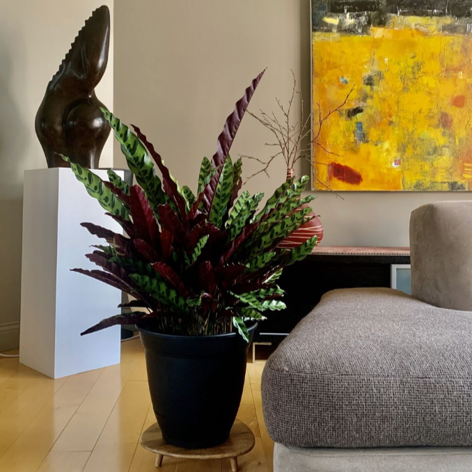 Calathea Rattle Snake Living room with a potted plant, sculpture, and abstract painting.