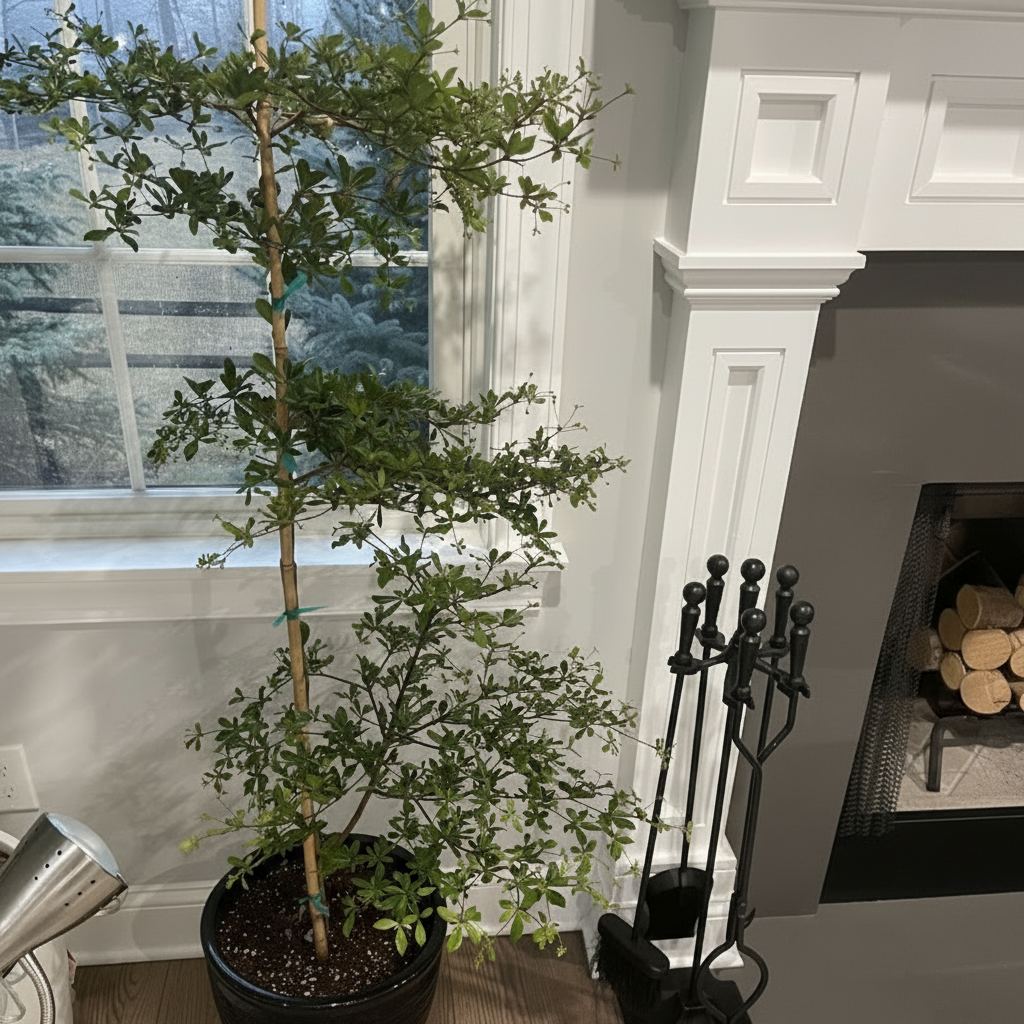 Black Olive Shady Lady Potted plant in a room with a fireplace and decorative items.