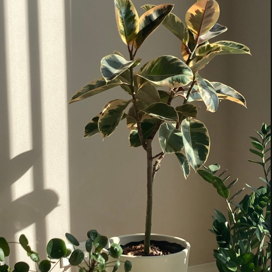 ficus tineke tree form Potted plant in a room with sunlight casting shadows on the wall