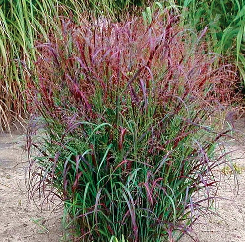 Shenandoah Red Switch Grass close view