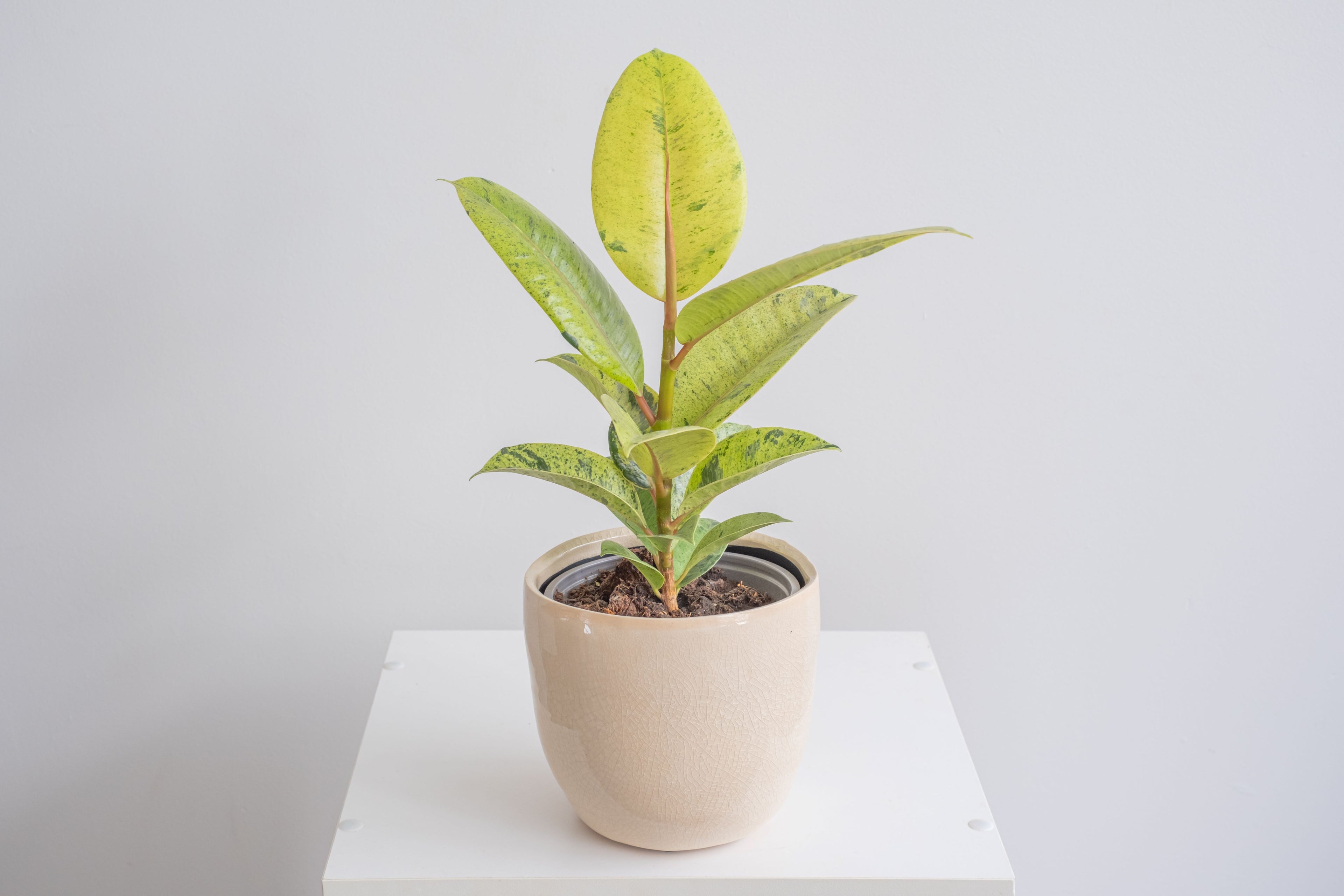 Ficus Shivereana Moonshine Bush on a table