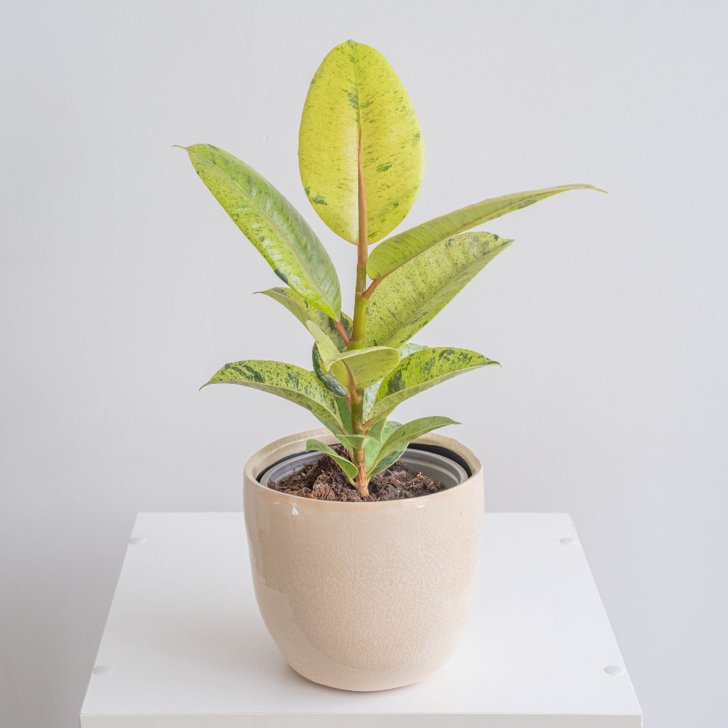 Ficus Shivereana Moonshine Bush on a table