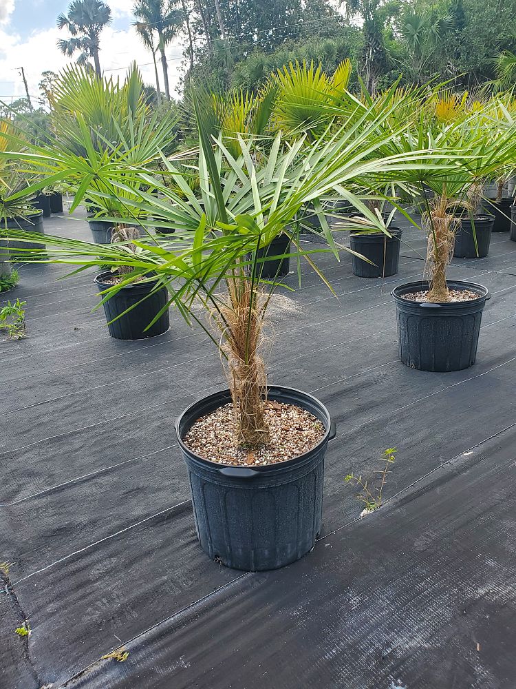 outside view of Short Hair Old Man Palm, Rare and Exotic