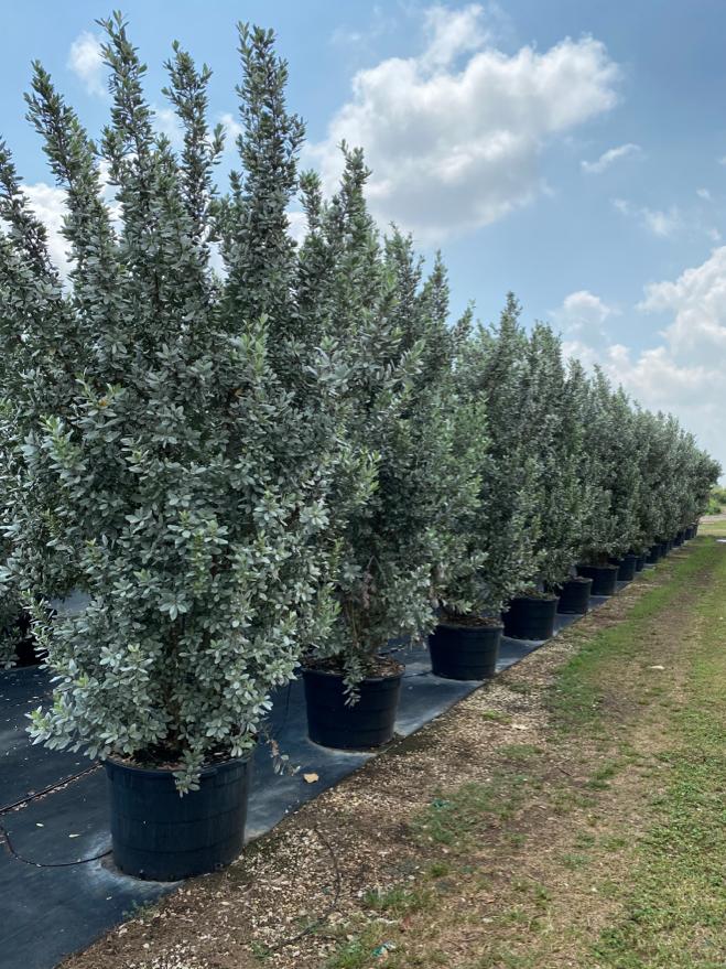 Silver Buttonwood Bush Form in multiple pots