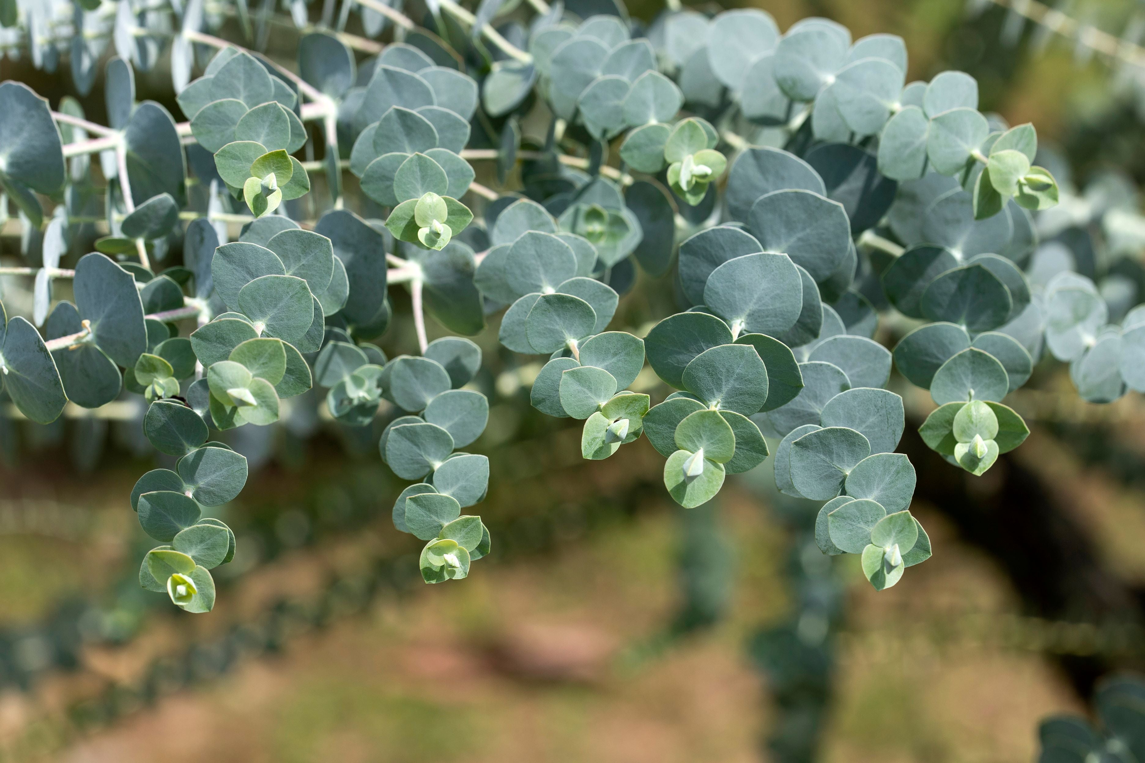 Silver Dollar Eucalyptus Tree