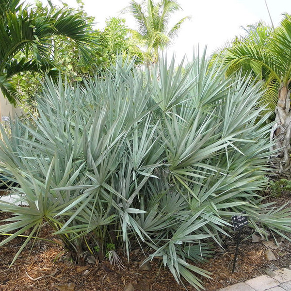 Silver Saw Palmetto, Georgia Silver single view