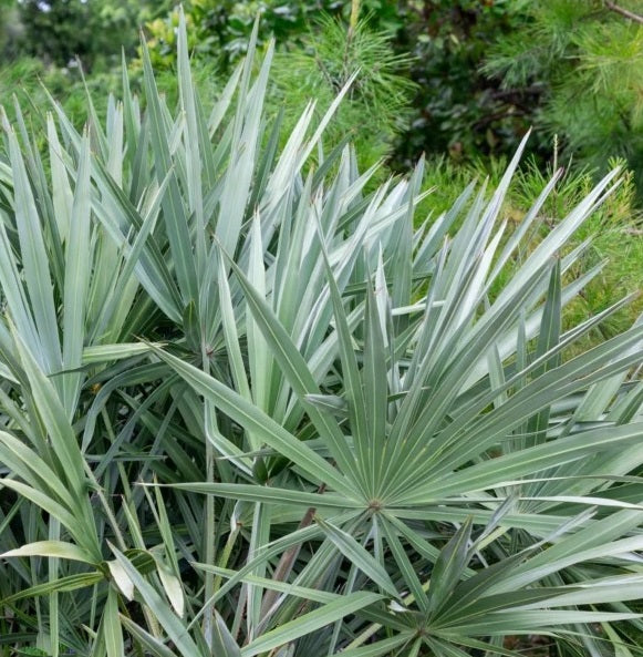 Silver Saw Palmetto, Georgia Silver close view