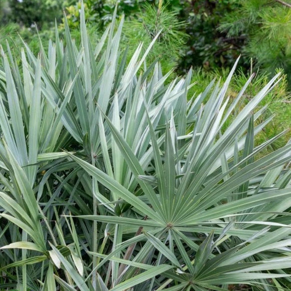 Silver Saw Palmetto, Georgia Silver close view