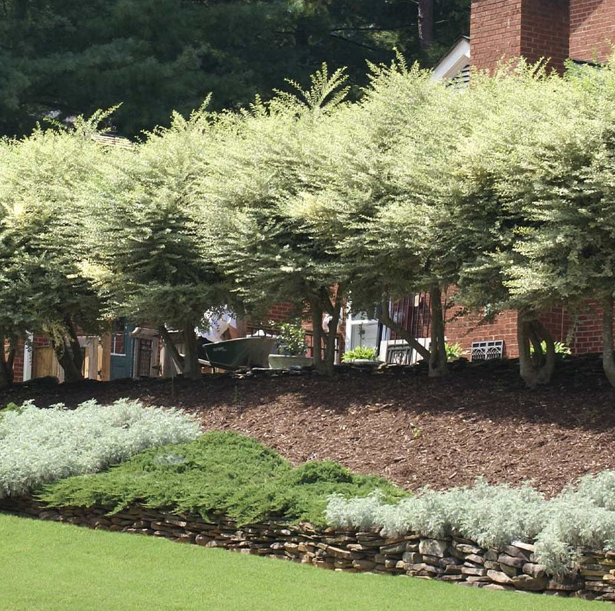 outside view of Ligustrum Sinense Variegated Privet Tree