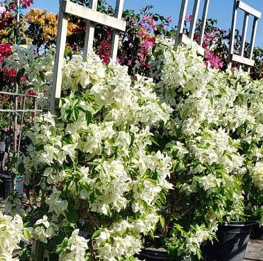 Bougainvillea White Flower Tree in Trellis, Singapore White Flowering Tree