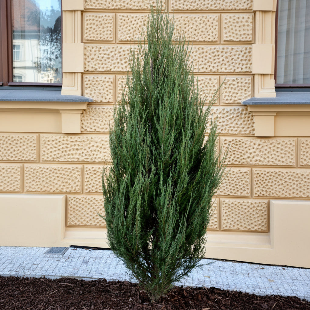 mature single Skyrocket Juniper Tree Rocky Mountain in landscape