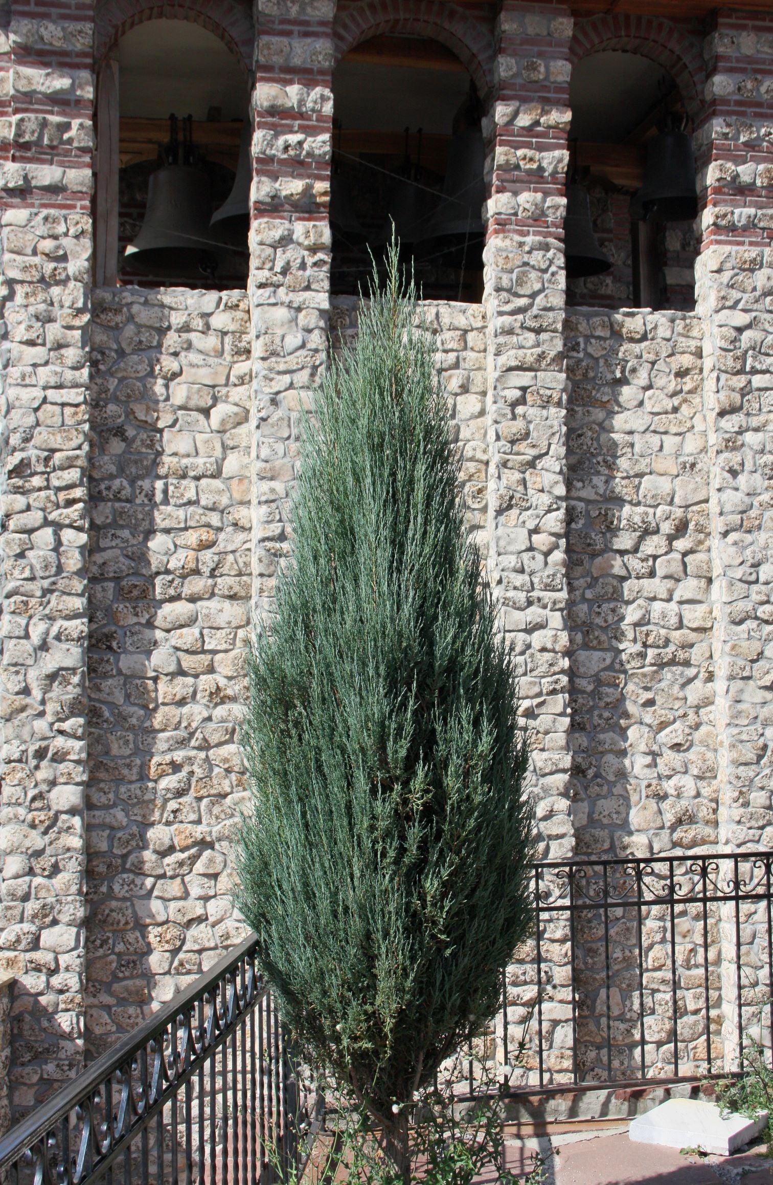 outside view of Skyrocket Juniper Tree Rocky Mountain