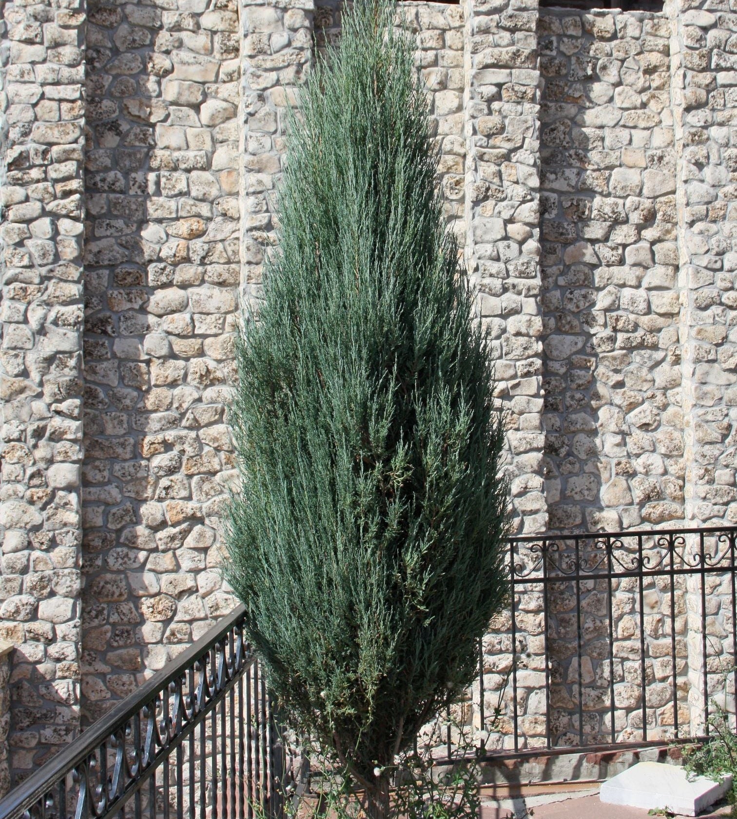 mature single Skyrocket Juniper Tree Rocky Mountain in landscape