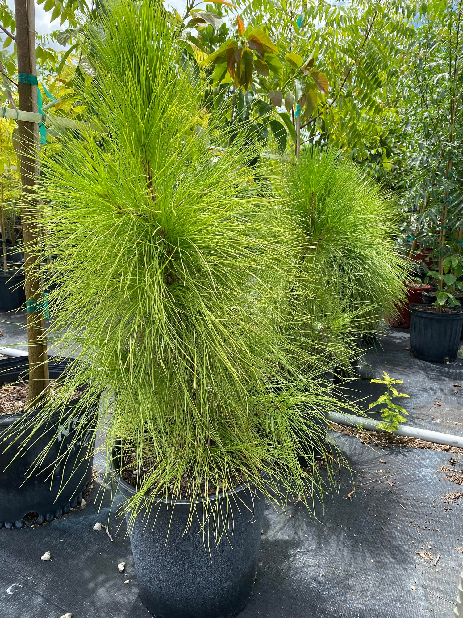 Southern Red Cedar, Juniperus silicicola in a pot