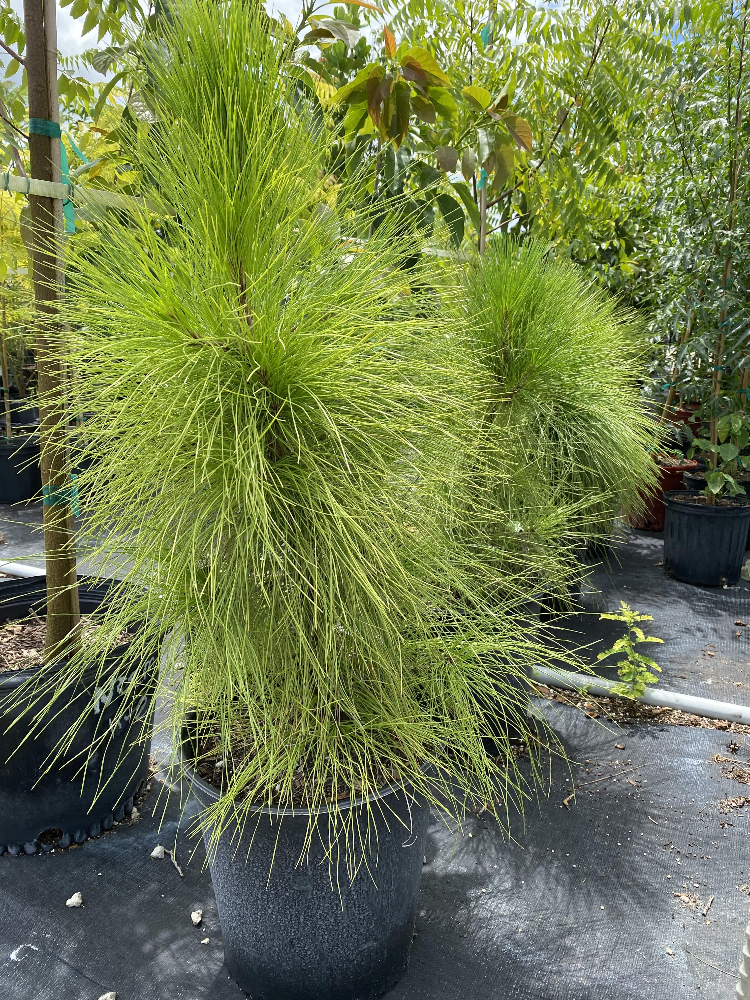 Southern Red Cedar, Juniperus silicicola in a pot