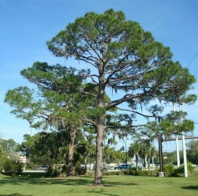 Southern Red Cedar, Juniperus silicicola far view