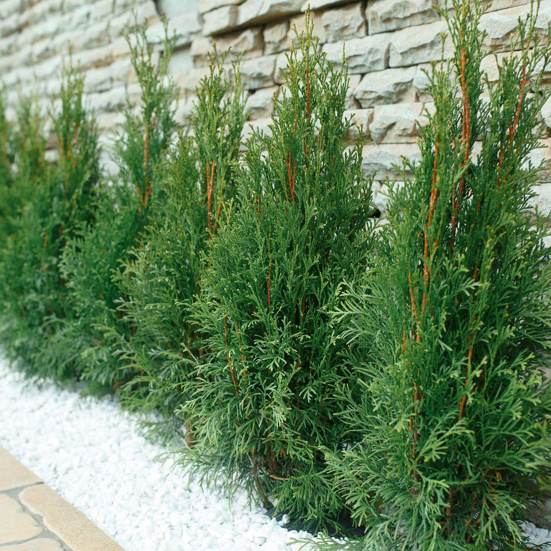 Spartan Juniper Tree, Juniperus chinensis fully grown planted in garden.