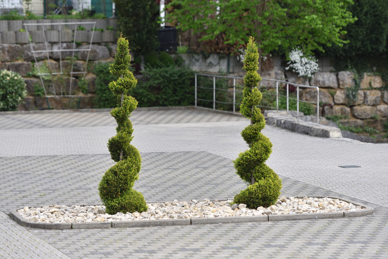 Topiary Spiral Spartan Juniper