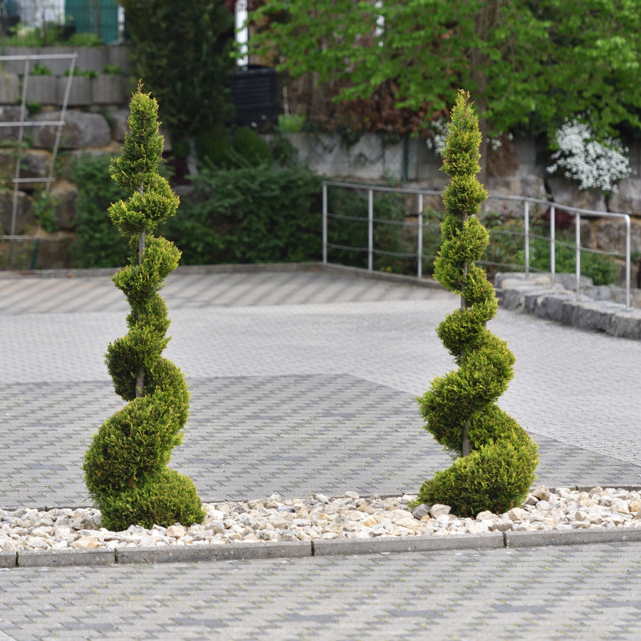Eugenia 2-ball topiary in a nursery container