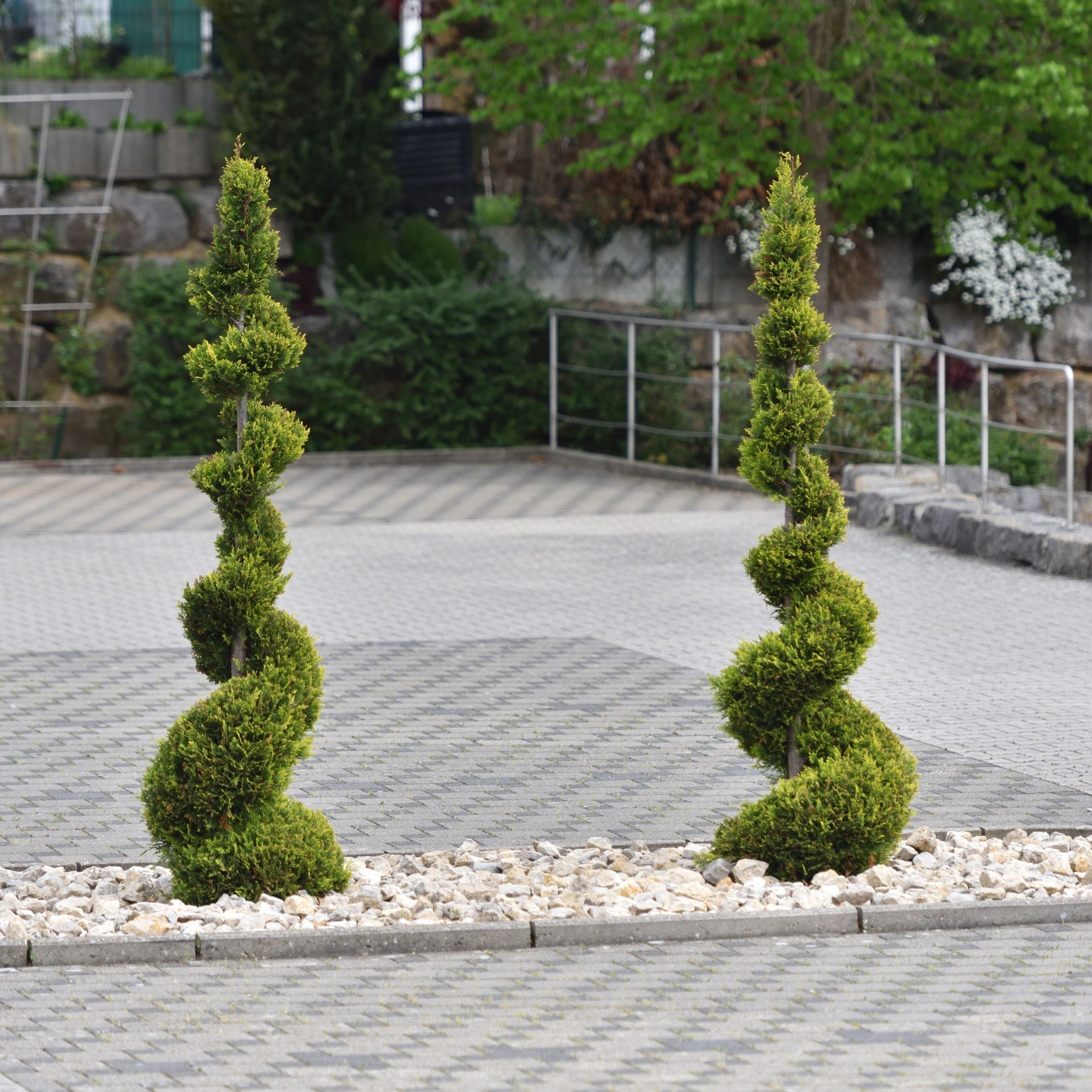 Mature Topiary Spiral Brodie Eastern Red Cedar Juniper in ground planted in garden