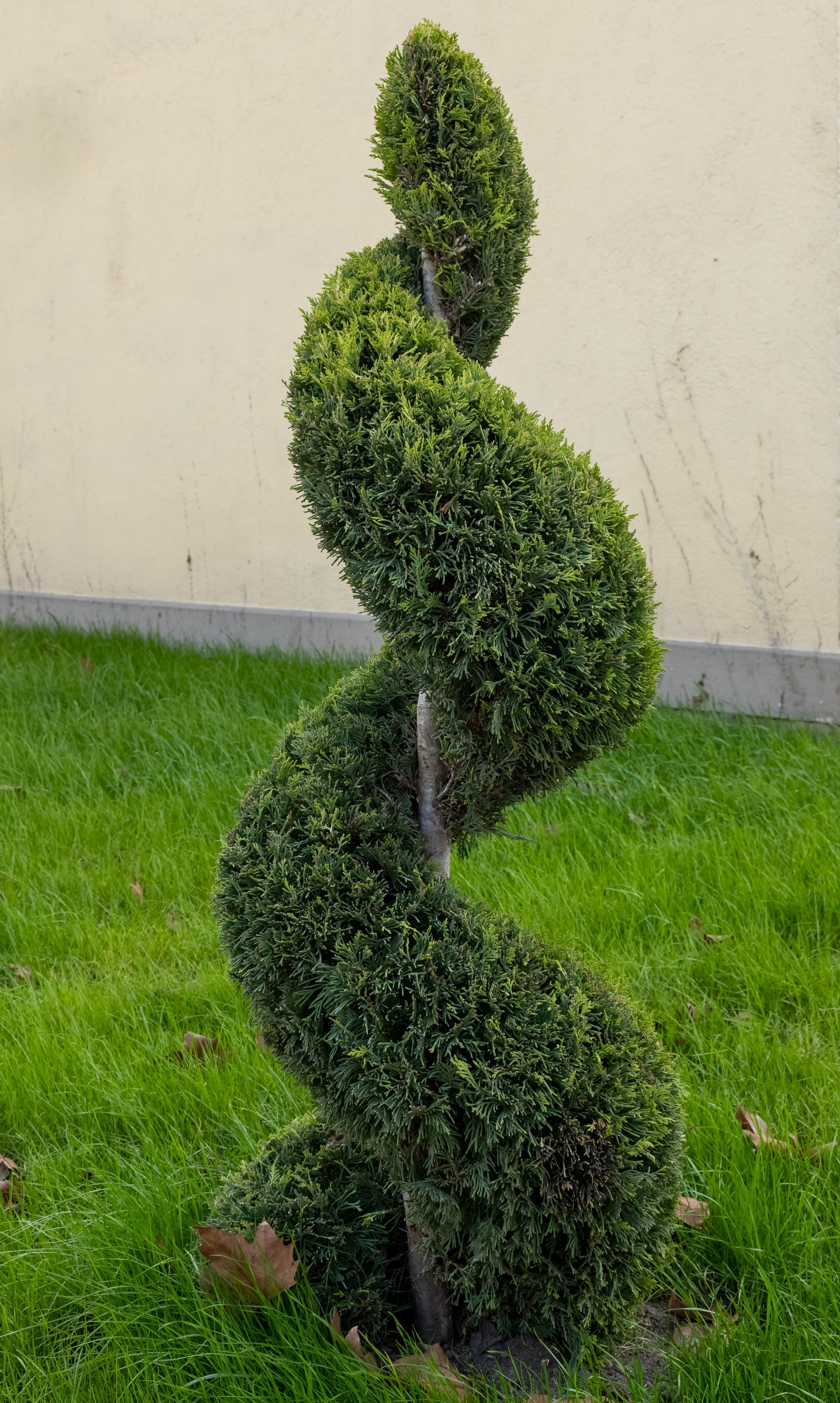 Topiary Spiral Brodie Eastern Red Cedar Juniper
