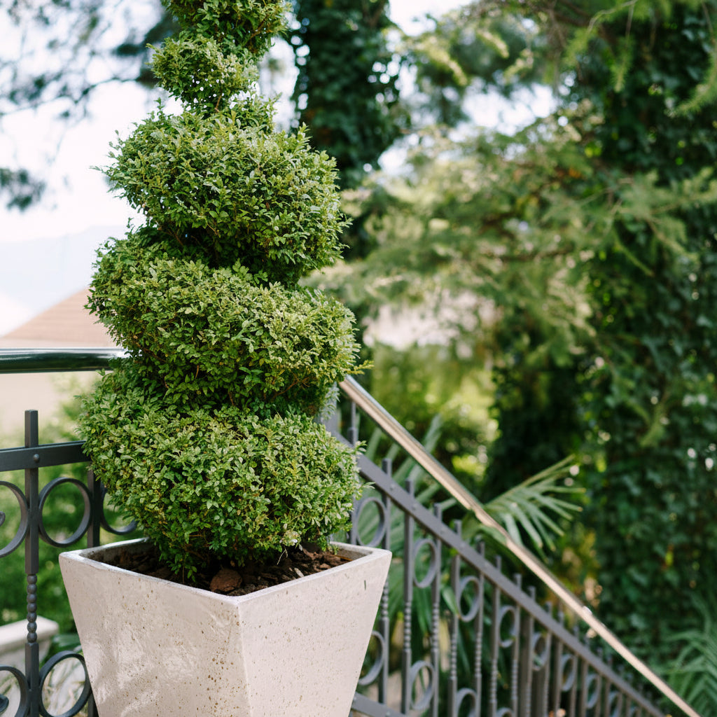 Topiary spiral Tall green shrub in a garden setting