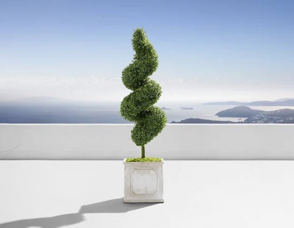 Topiary Spiral Tree Form Blue Point Juniper