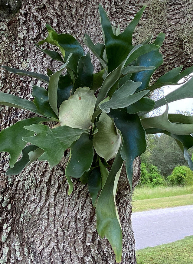 Staghorn Fern Silver Elkhorn, Platycerium Veitchii