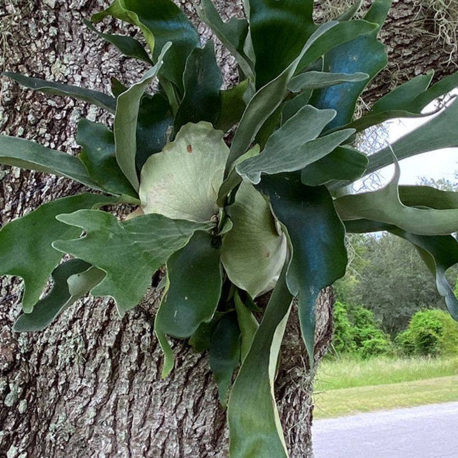 A Staghorn Fern (Platycerium bifurcatum) growing naturally on the side of a large textured tree trunk