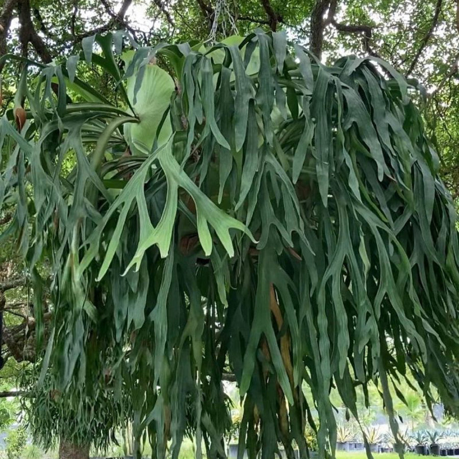 A large, mature Staghorn Fern with many long, cascading green fronds, growing outdoors on a tree trunk above a bed of brown mulch.