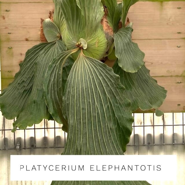 Staghorn Fern, Platycerium Elephantotis