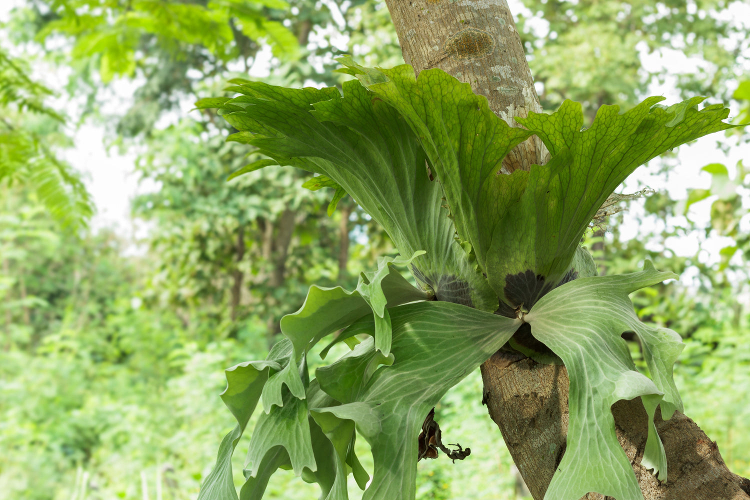 Staghorn Fern, Platycerium Elephantotis