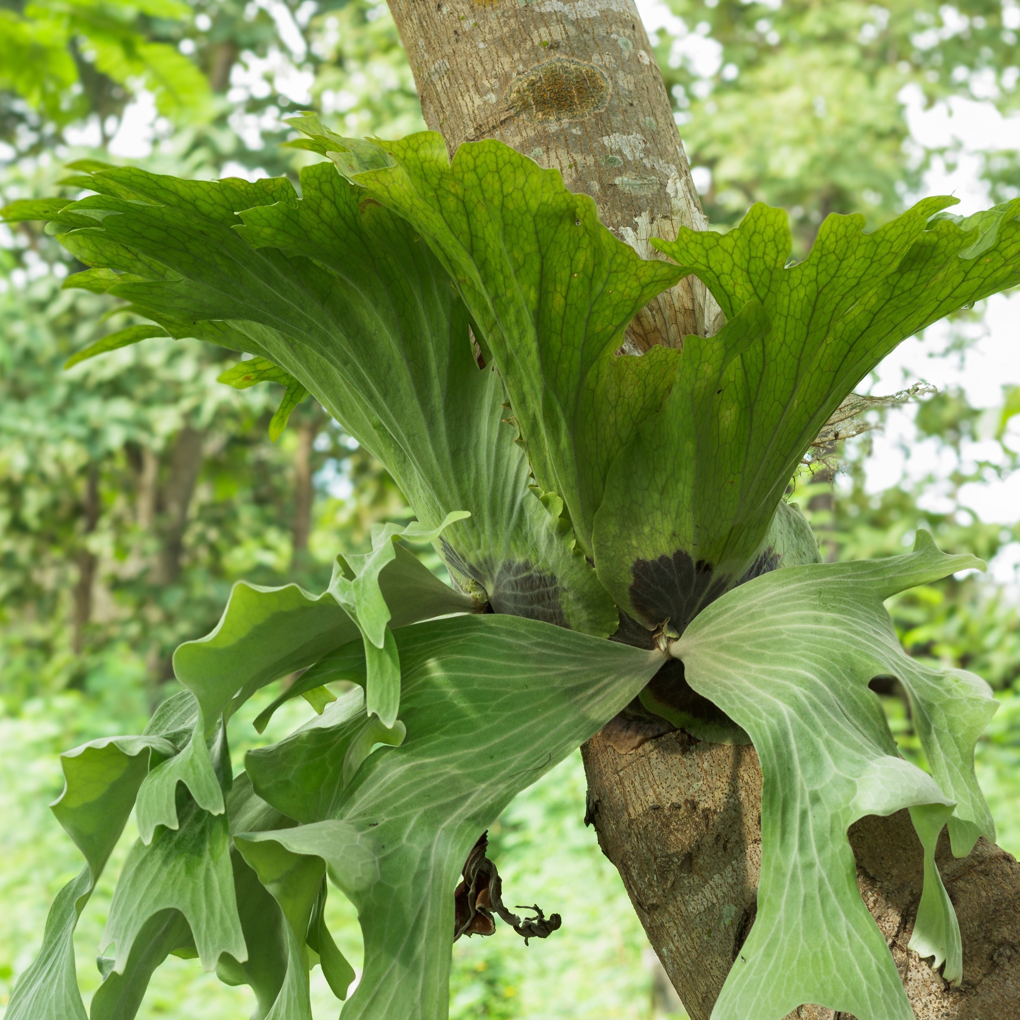 Staghorn Fern, Platycerium Elephantotis attatched to tree.