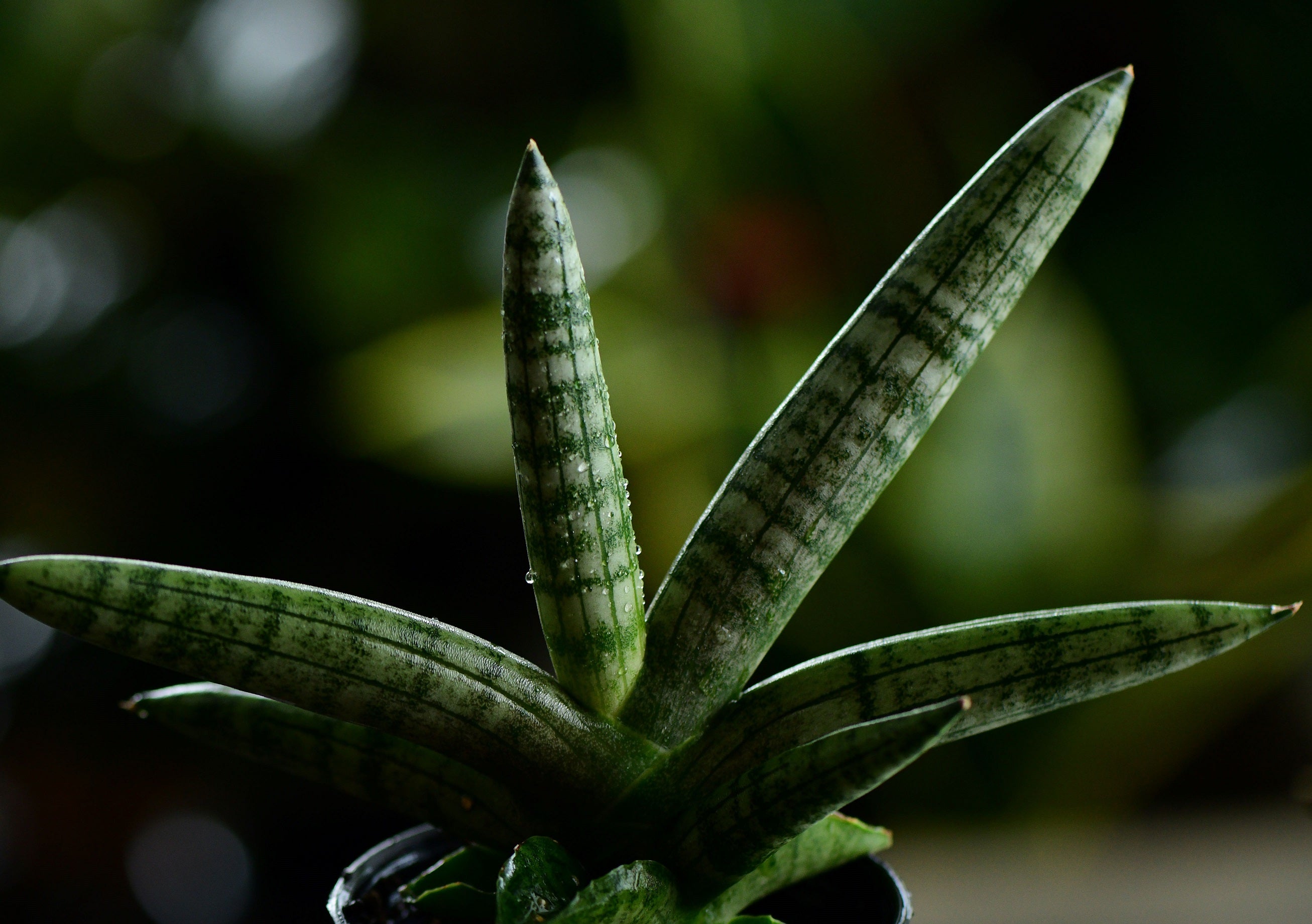 Sansevieria Star Fish Live Plant