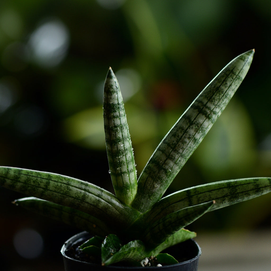 Sansevieria Star Fish Live Plant