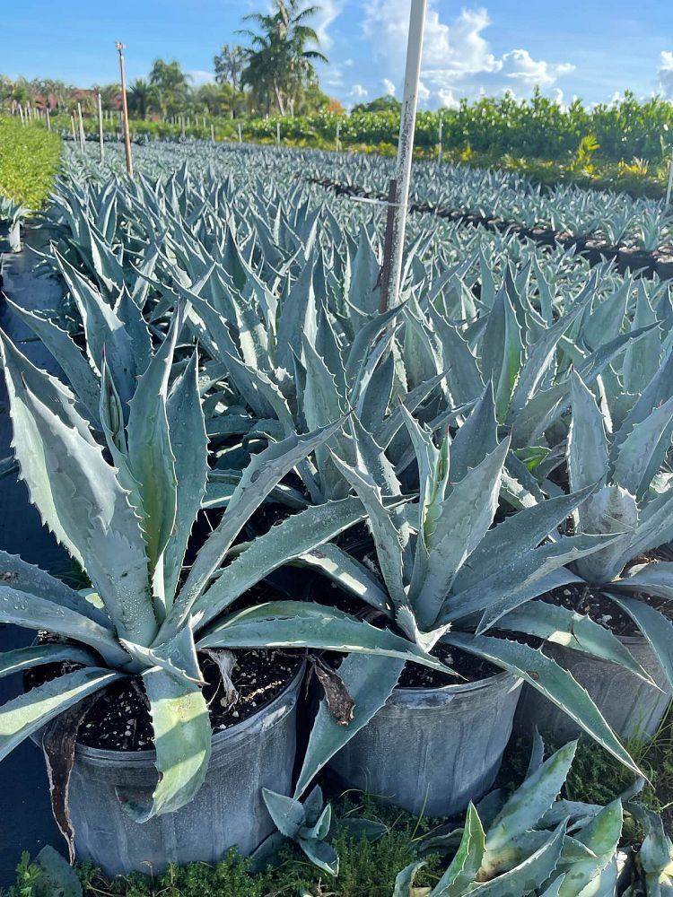multiple Super Blue Agave Americana, Century Plant