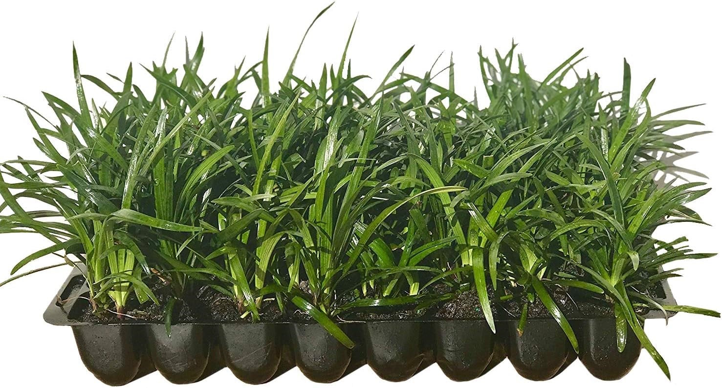 Liriope Muscari Super Blue Lilyturf, Monkey Grass