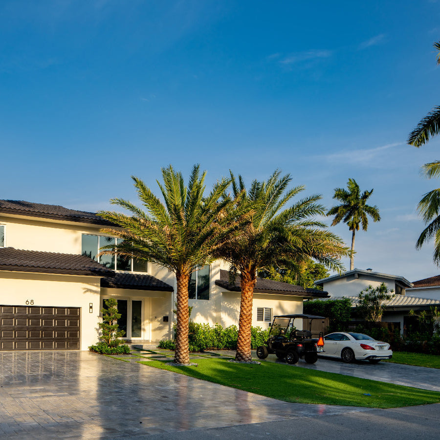 Sylvester Palm trees planted in a residential front yard.