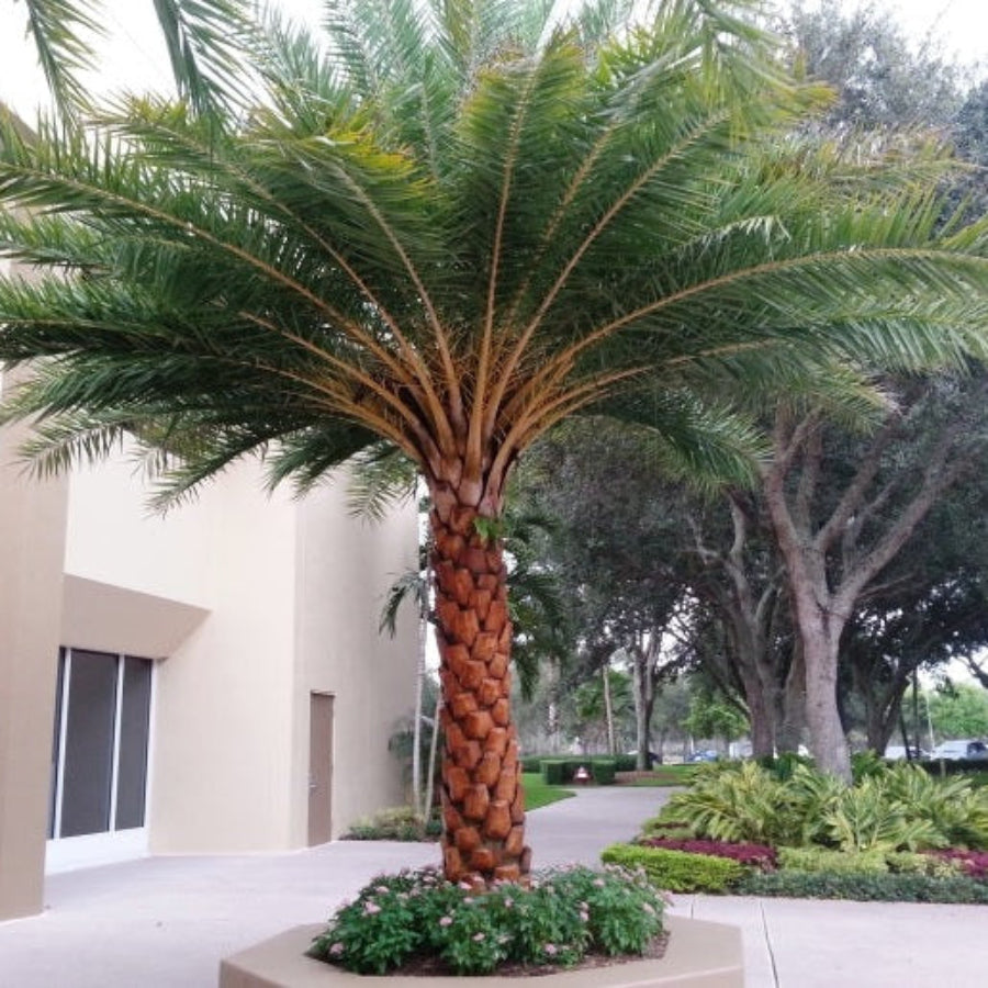 A mature Sylvester Palm (Phoenix sylvestris) showcasing its distinctive textured trunk and a dense canopy of feathery green fronds