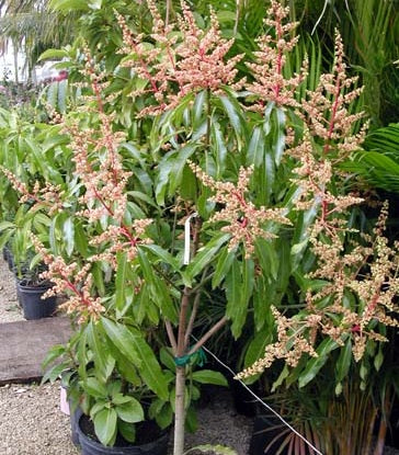 Tebow Mango Fruit Tree, Grafted