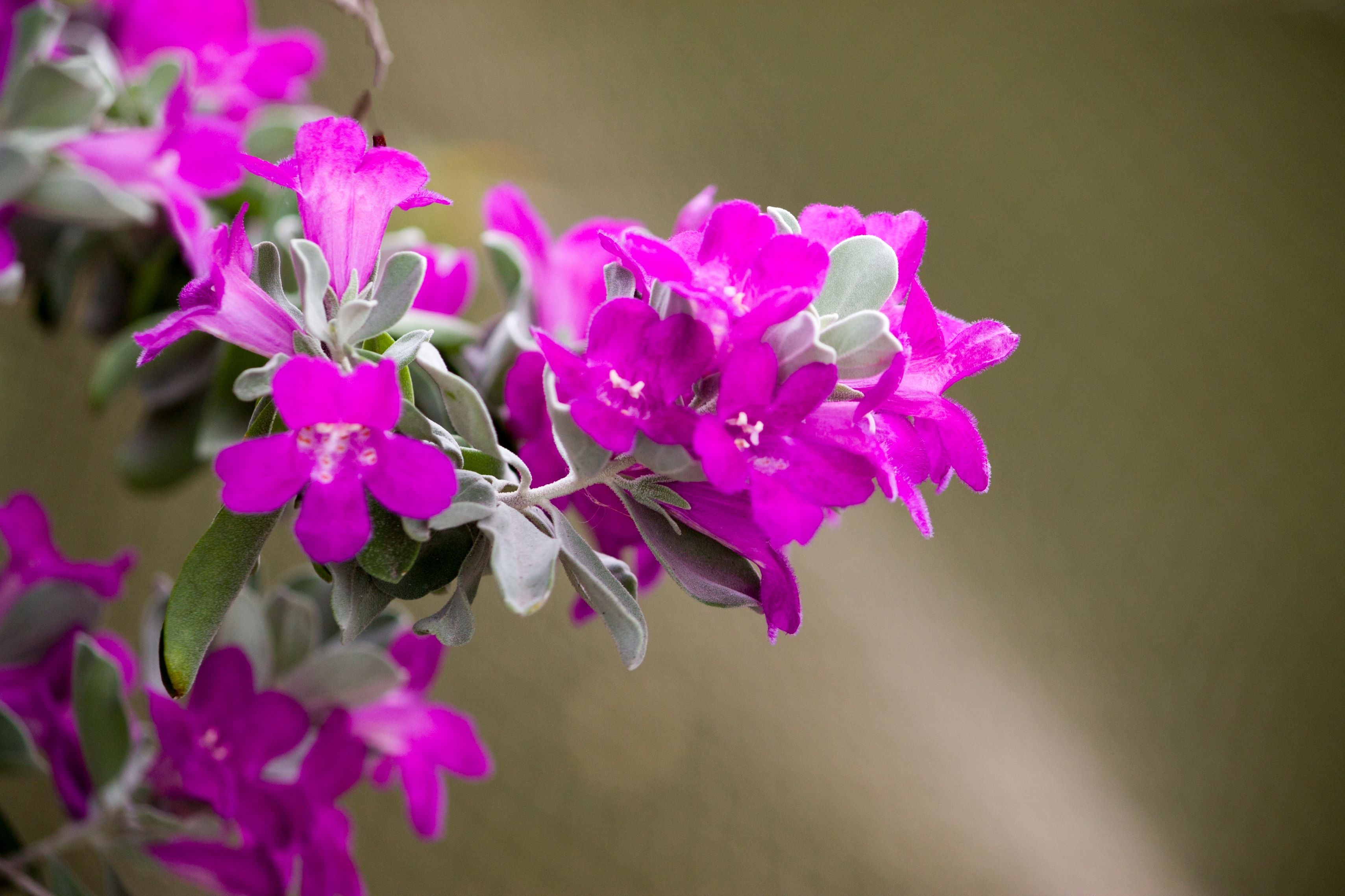 Texas Sage, Silverleaf Purple Sage
