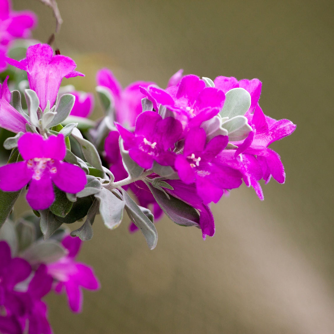 Texas Sage, Silverleaf Purple Sage Close-up of pink flowers with green leaves on a blurred background