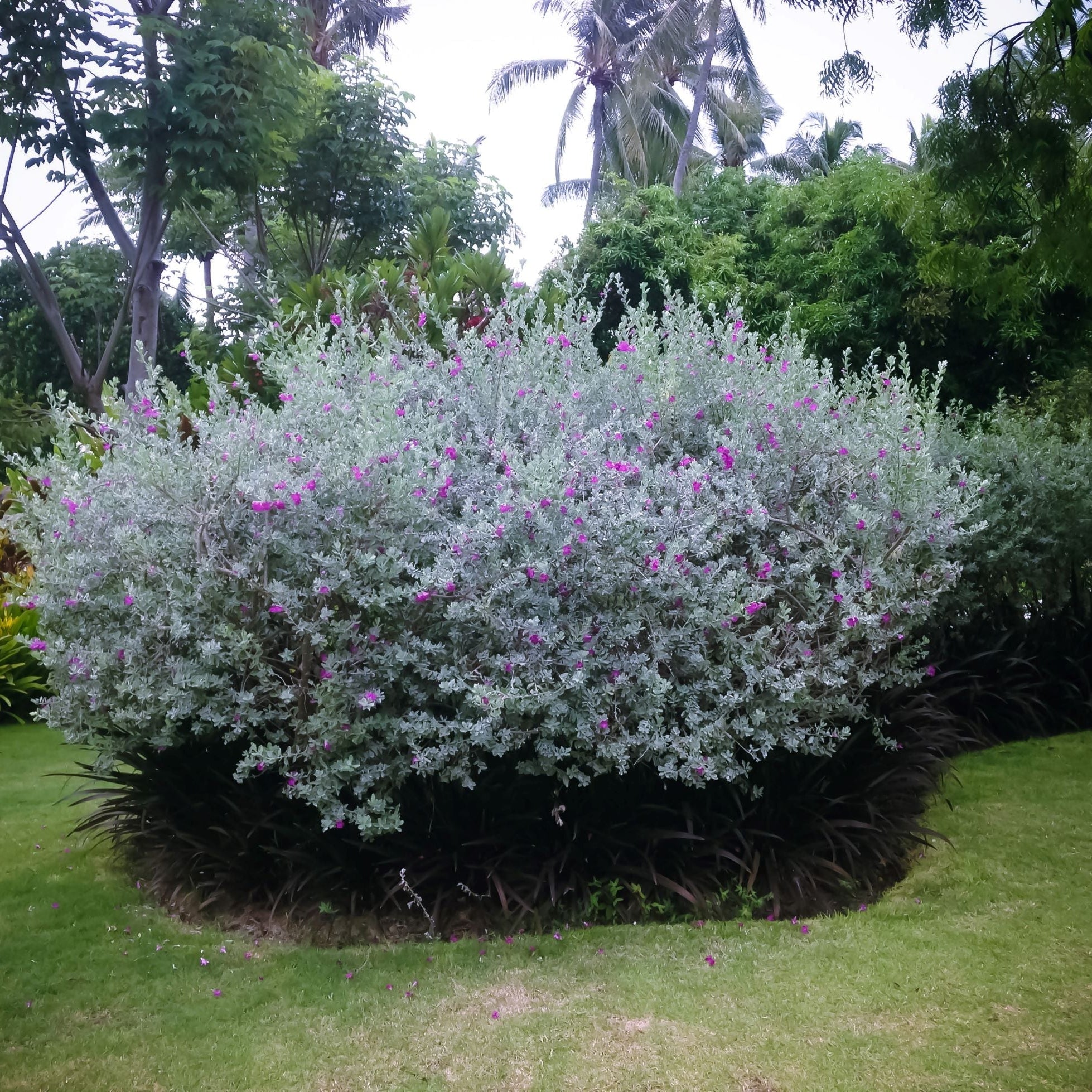 leaves of Texas Sage, Tree Form Silverleaf Purple Sage fully Grown