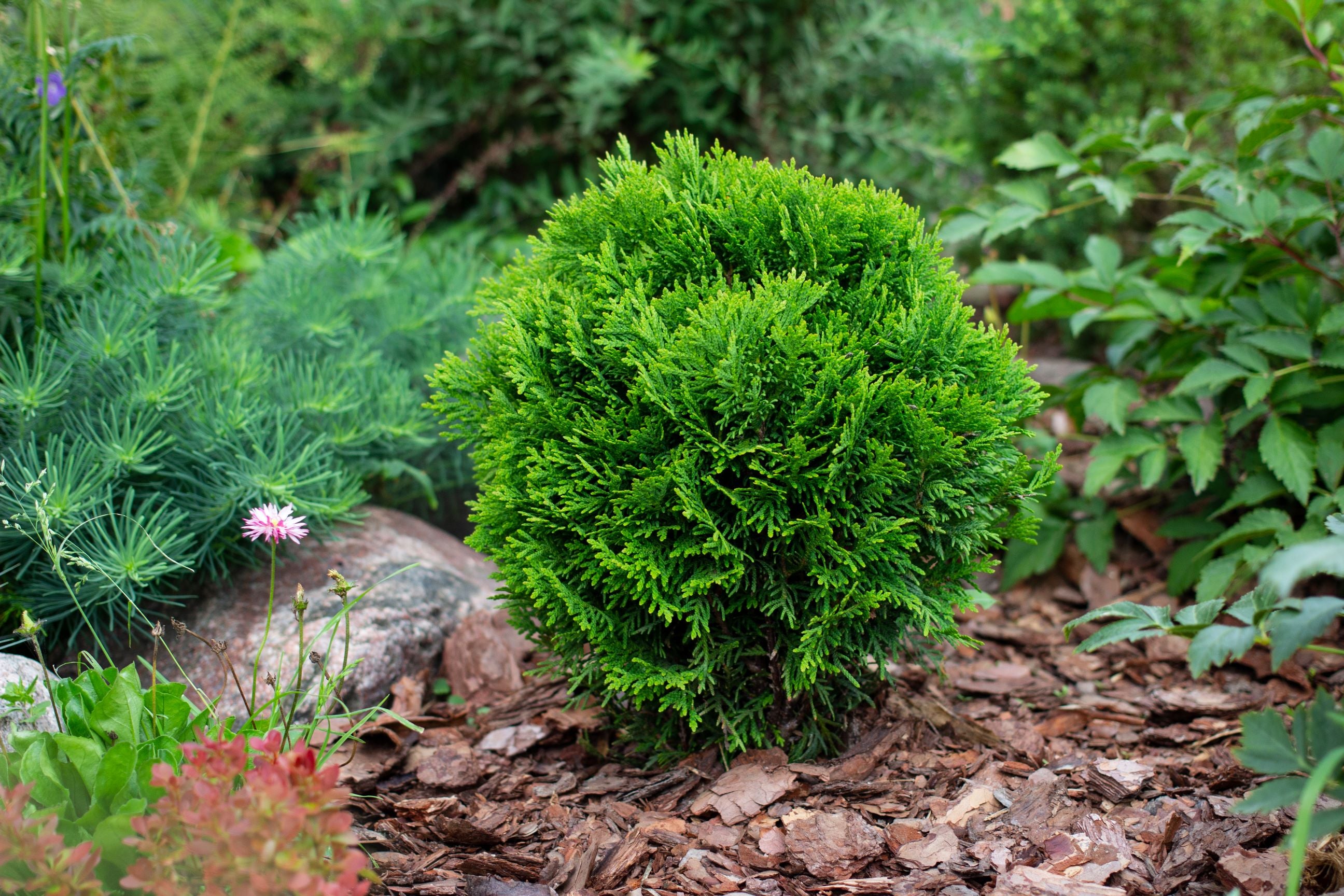 Little Giant Arborvitae Topiary Ball, False White Cedar