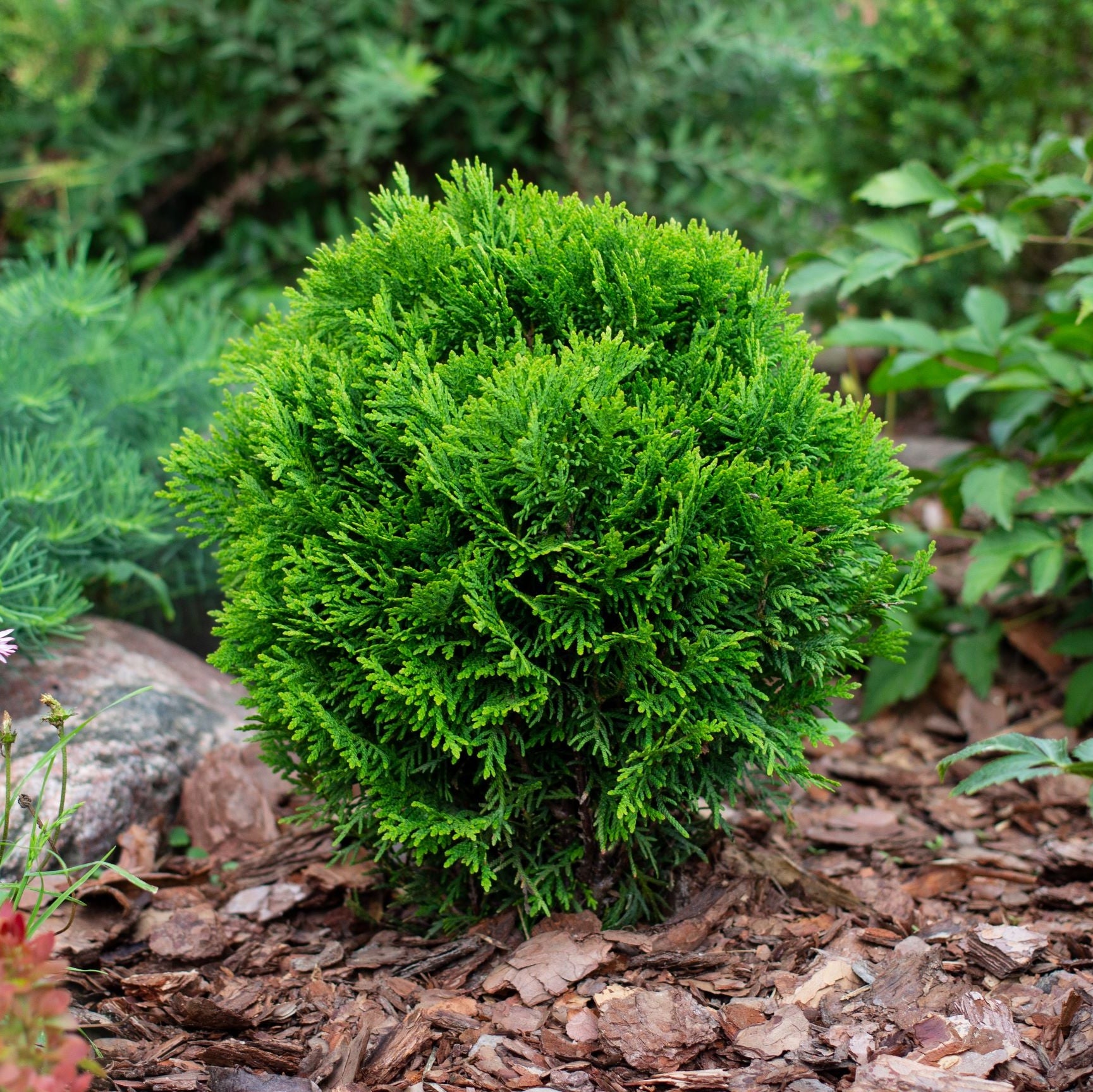 Little Giant Arborvitae Topiary Ball, False White Cedar Fully Grown Green shrub in a garden setting with other plants and rocks.